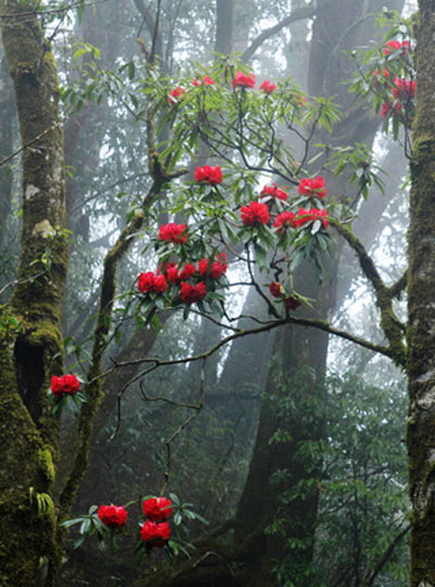 Hoa đỗ quyên Phan Xi Păng là nét đẹp kỳ diệu trong vùng núi Bắc. Khi chiêm ngưỡng hình ảnh này, bạn sẽ cảm nhận được vẻ đẹp hoang sơ, hiền hòa của núi rừng và sự quyến rũ của loài hoa đặc biệt này.