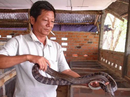 Mô hình nuôi rắn hổ mang thu tiền tỷ  Niên Giám Nông Nghiệp