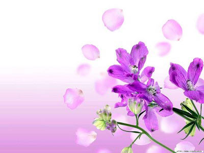 Bộ Sưu Tập Hình Nền “Sắc Hoa” - Báo Người Lao Động