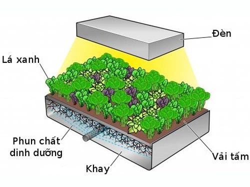 SỰ KHÁC BIỆT GIỮA PHƯƠNG PHÁP TRỒNG RAU KHÍ CANH VÀ THỦY CANH