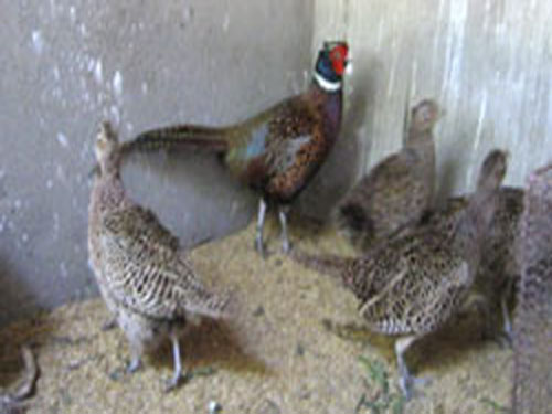 Gia Lai: Thanh niên nhẹ nhàng bỏ túi 10 triệu/tháng nhờ nuôi chim trĩ đỏ