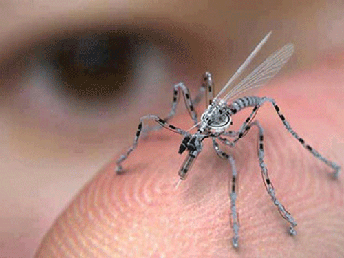Con Muỗi  Đặc điểm Tác Hại Và Các Phòng Trừ Muỗi Hiệu Quả  Cửa Lưới Nhật