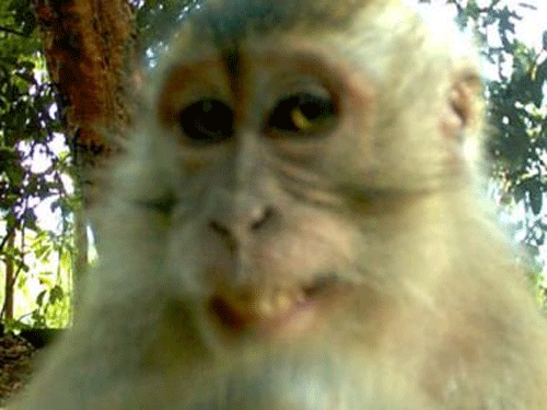 Hình ảnh con khỉ dễ thương, ngộ nghĩnh đẹp nhất thế giới - THCS Giảng Võ