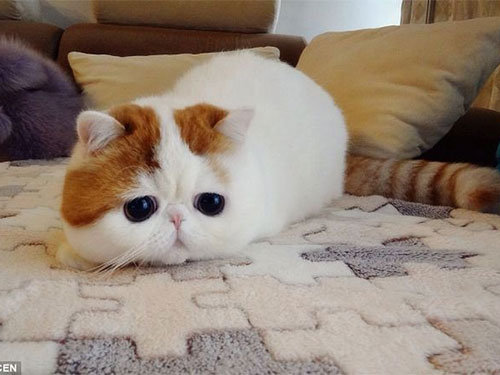 Mèo “mặt buồn” gây sốt khắp thế giới - Chào mừng bạn đến với trang web này, nơi các bạn có thể xem những hình ảnh chú mèo \