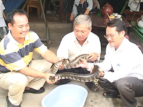 Hòa Thuận Mô hình nuôi rắn ri roi nhiều triển vọng