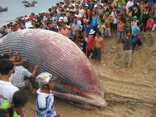 Cá voi nặng 7 tấn lụy tại Tuy Phong - Báo Người lao động
