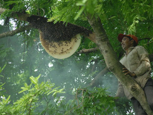 Săn ong rừng là một trải nghiệm thú vị để tìm hiểu sự sống và hoạt động của những sinh vật quan trọng trong hệ sinh thái rừng ngập mặn. Điều đó còn đem lại cơ hội để chiêm ngưỡng vẻ đẹp hoang sơ của khu rừng và đón nhận hương vị tự nhiên của mật ong nguyên chất.