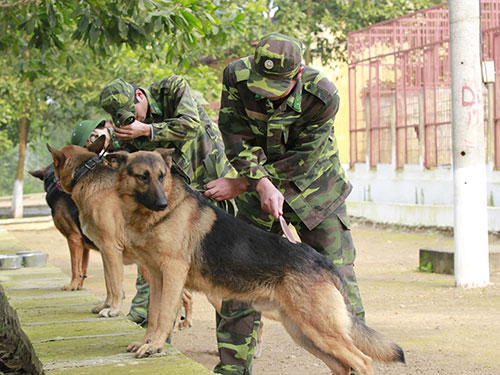 Chú chó trong bộ đồng phục quân sự của mình không chỉ là một đối tượng yêu thích của người lính mà còn là một biểu tượng của trung tâm anh dũng và can đảm trong chiến tranh. Xem ảnh để khám phá truyền thống và tinh thần của những con chó này.