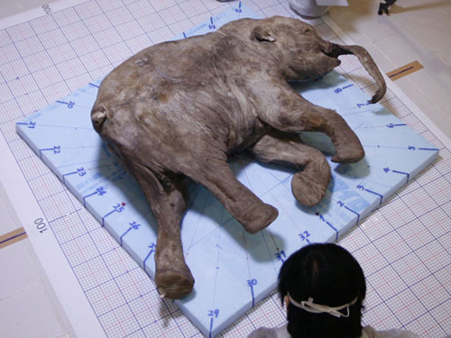 Cập nhật với hơn 67 về mô hình voi ma mút hay nhất  Tin học Đông Hòa