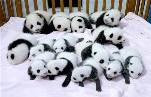 14 Baby-Pandas, die sich in einer rosa Krippe winden - Labour Newspaper