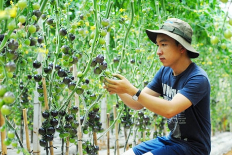 
Lê Nguyễn Phúc Đăng bên vườn cà chua đen.
