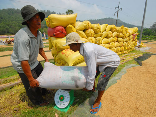 Cơ chế “độc quyền tập thể” đang làm cho ngành lúa gạo bị tụt lùi