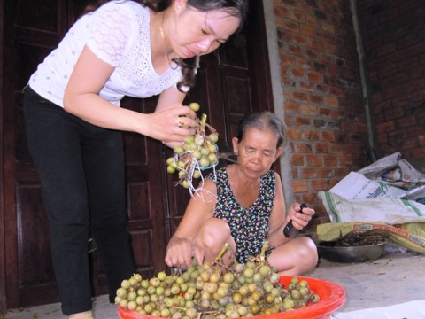 
Thương lái Nam Đông thường mua quả mây vừa hái từ rừng để bán sang Trung Quốc
