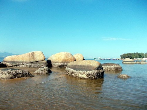 
 Hàu biển bám trên những mỏm đá.
