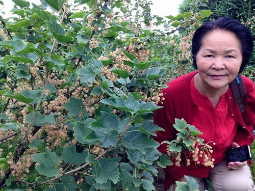 
Nho chuỗi ngọc mọc dại trong vườn nhà chị Mai Hiên, một Việt kiều ở Copenhagen, Đan Mạch. Ảnh: Mai Hiên.

