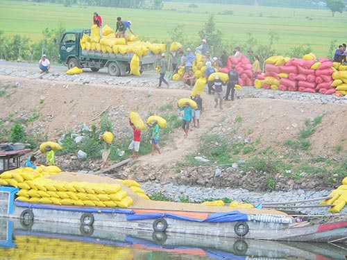 Hiện có đến 90% sản lượng lúa của nông dân phải bán thông qua thương lái nên rất khó bảo đảm chất lượng gạo xuất khẩu