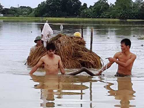 Người dân tỉnh Thanh Hóa thu gom lúa bị ngập nước Ảnh: THANH TUẤN