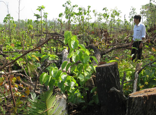 Một trong những khu rừng giao cho dân ở tỉnh Đắk Lắk hiện đã bị “cạo trọc” Ảnh: Cao Nguyên