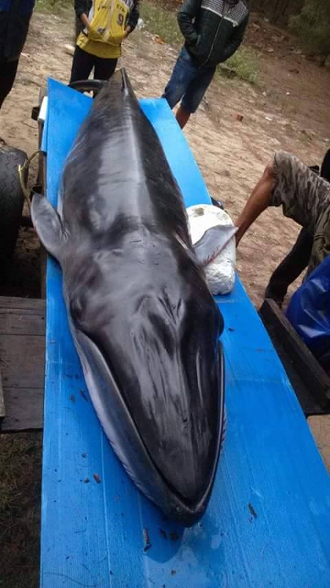 
Cá voi đã chết và được người dân chuẩn bị làm lễ chôn cất Ảnh: Bắc Hà
