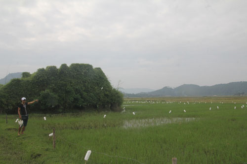 Một điểm đặt bẫy chim trời tại huyện Nghi Xuân, tỉnh Hà Tĩnh