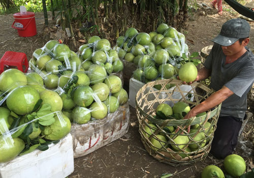 Thu mua bưởi tại xã Đông Bình, thị xã Bình Minh, tỉnh Vĩnh Long