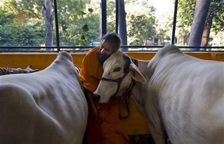 Giáo sĩ đạo Hindu đang chăm sóc linh vật. Ảnh: AP