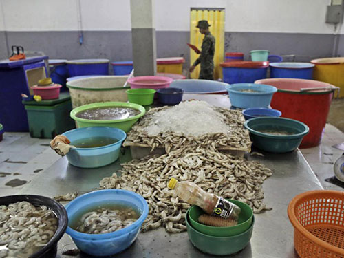 Một cơ sở sản xuất tôm chui ở Samut Sakhon - Thái Lan Ảnh: AP