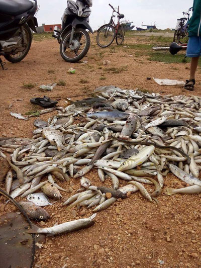 Cá chết dạt vương vãi khắp bờ biển Quảng Bình được thu gom (ảnh Hoàng Phúc)