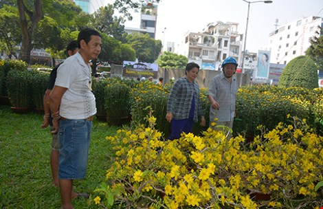 
Mai tết nở sớm khiến nhiều nhà vườn trồng lỗ nặng. Ảnh: QUANG HUY
