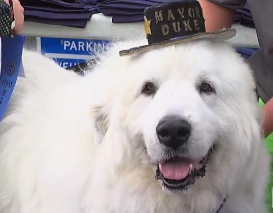 Chú chó Duke với bộ lông trắng muốt. Ảnh: ABC NEWS