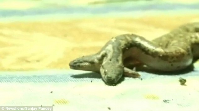 
Con rắn hai đầu thuộc loại rắn Boa đỏ xuất hiện ở Raipur, Ấn Độ. Ảnh: Daily Mail
