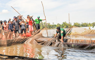 
Dỡ chà bắt cá ở Trà Sư (Tịnh Biên – An Giang). Ảnh: DUY KHÔI
