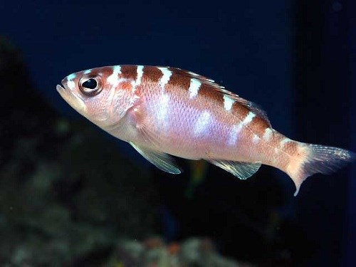 
Cá mú Chalk (Serranus tortugarum) là loài sinh sống tại phía tây Đại Tây Dương, dài khoảng 8 cm. Ảnh: Fishdb
