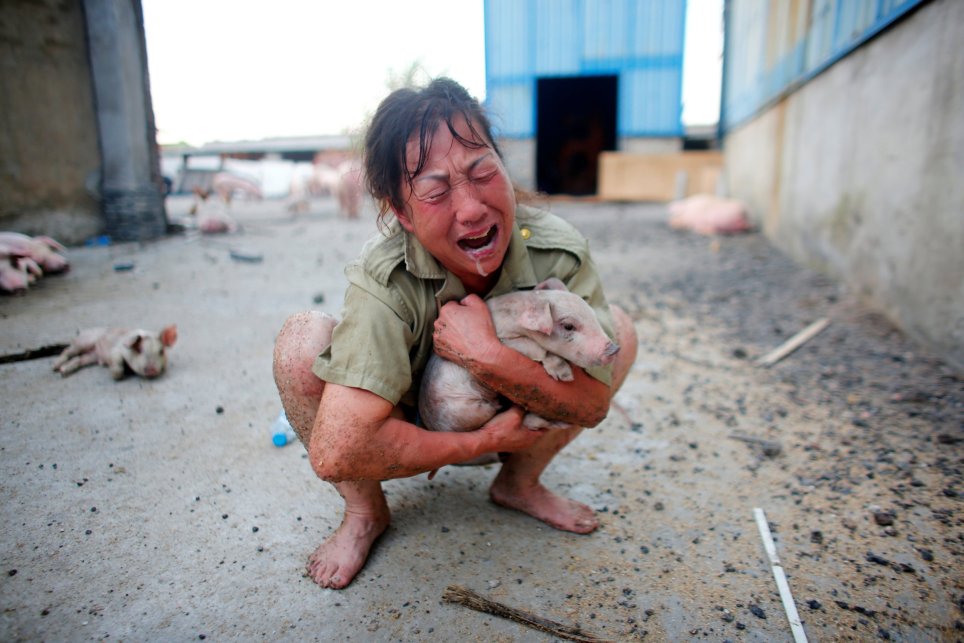 
Một nông dân ở Hồ Bắc khóc ngất vì heo nuôi bị chết. Ảnh: Reuters
