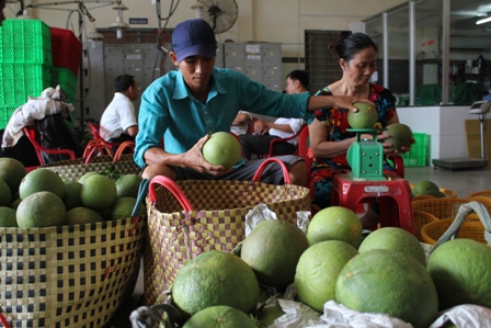 
Bưởi da xanh đang sốt giá nhưng nhiều nhà vườn không có bưởi để bán
