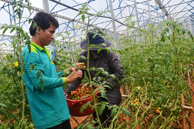 Thu hoạch cà chua tại gia đình anh Nguyễn Định. Ảnh: Thạch Thảo