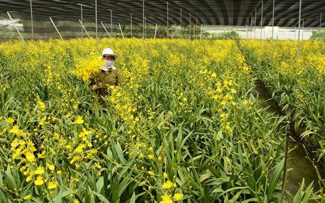 Một góc trang trại lan vũ nữ của gia đình bà Nguyễn Thị Nhung. Ảnh: Thạch Thảo