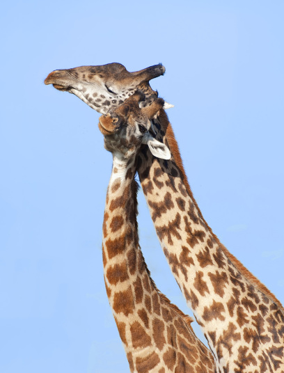 
Huơu cao cổ tựa vào nhau, ở Kenya. Ảnh: imageBROKER/REX/Shutters​tock
