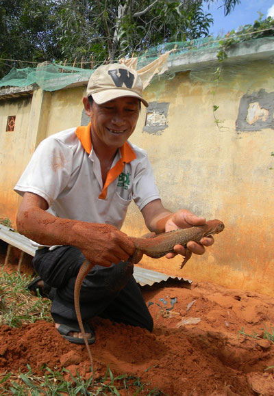 Nghề nuôi dông hồi sinh sẽ là cơ hội cho những nông dân trên vùng đất hoang hóa thoát nghèo. Trong ảnh: Ông Mai Văn Minh với lứa dông chuẩn bị thu hoạch