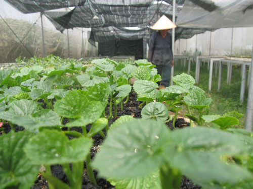 Nông dân Đà Nẵng vẫn chưa thể khá hơn từ mô hình trồng rau sạch
