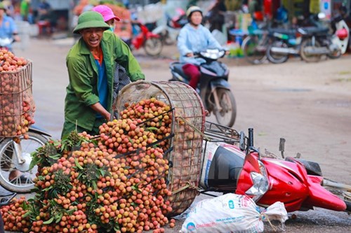 
Một xe máy chở mỗi lần gần 2 tạ vải thiều thế nên tình trạng đổ, dập nát vải xảy ra thường xuyên. (Ảnh: Minh Sơn/Vietnam+)
