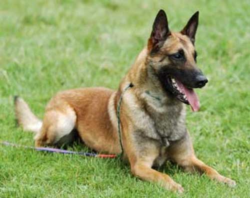 
Chó Malinois Bỉ trưởng thành có thể nặng 33kg, thường dùng trong đội ngũ cảnh khuyển K-9 của Mỹ.
