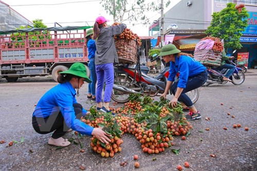 
Các bạn sinh viên tình nguyện hỗ trợ sắp xếp lại cho người nông dân. (Ảnh: Minh Sơn/Vietnam+)
