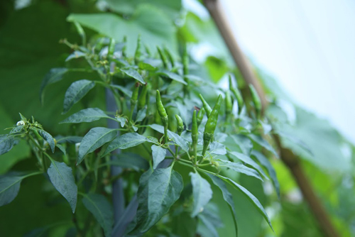 
Thông thường, ban ngày đi làm, tối về hai vợ chồng cùng chăm sóc cây. Cuối tuần nhiều thời gian hơn thì dành cho những việc nặng
