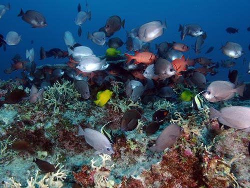 Cảnh dưới nước tại rạn san hô vòng Pearl và Hermes do Khu bảo tồn hải dương quốc gia Papahanaumokuakea cung cấp Ảnh: AP