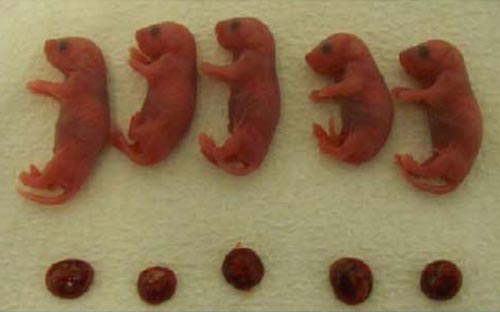 Những chú chuột chào đời trong cuộc thử nghiệm phát triển khỏe mạnh và sinh con bình thường Ảnh: TELEGRAPH