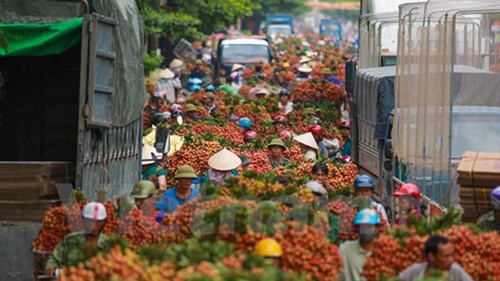 
Với sản lượng ước đạt trên 130.000 tấn, mùa vải thiều năm nay tại Bắc Giang giảm hơn so với cùng kỳ năm ngoái. (Ảnh: Minh Sơn/Vietnam+)
