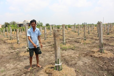 
Thanh long ruột đỏ đang dần thay thế thanh long ruột trắng.
