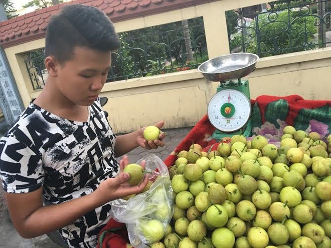 Loại lê này có giá khá rẻ nên rất hút khách.