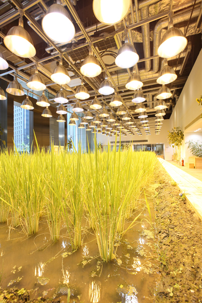 Tòa nhà có tổng diện tích 20.000 m2, trong đó 4.000 m2 được sử dụng để trồng 200 loại cây khác nhau như lúa, rau, cây ăn quả...